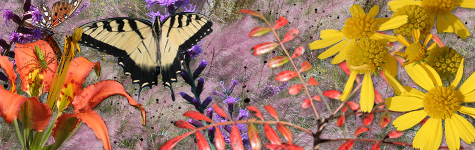 Landscaping with Natives is Florida Smart!