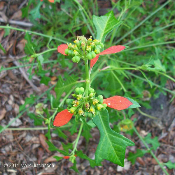 Florida Native Plant Society FNPS