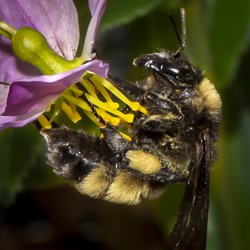 Carpenter bees - Florida Wildflower Foundation