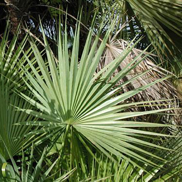 Florida Native Plant Society (FNPS)