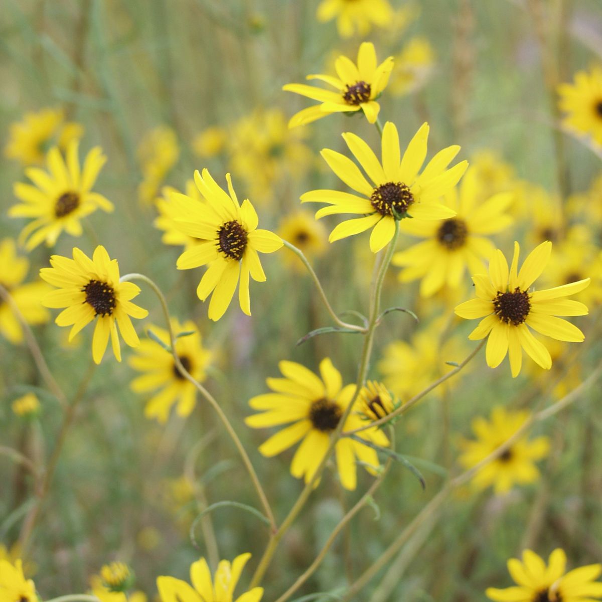 Helianthus discount