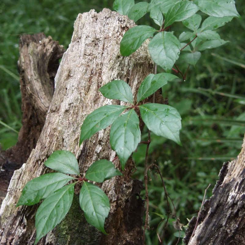 Parthenocissus quinquefolia