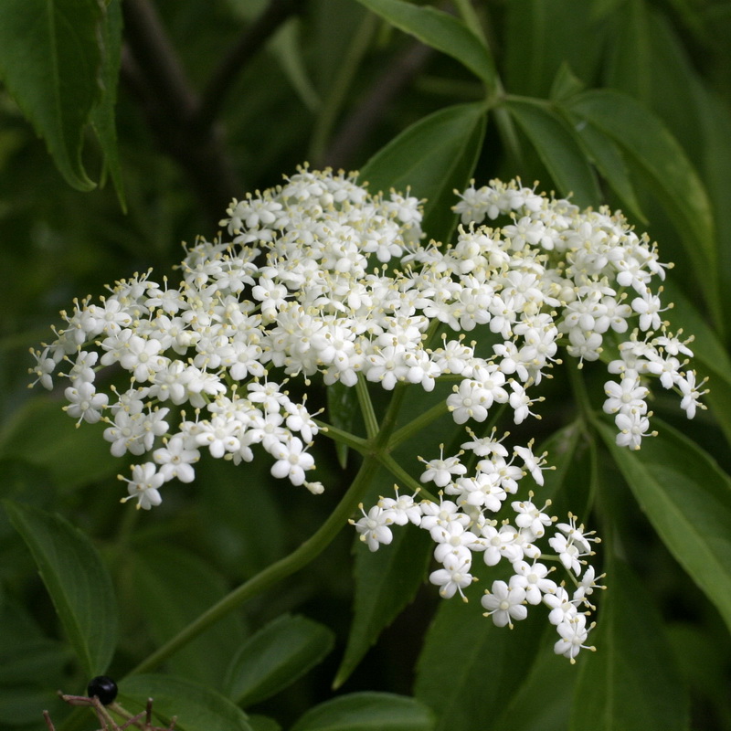 Sambucus Nigra () Sambucus Nigra