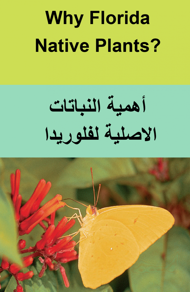 Why Native - in English and Arabic