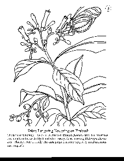 Coloring Book 05 - Zebra Longwing Butterfly Nectaring on Firebush