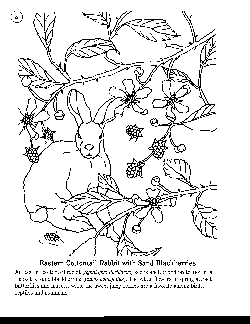 Coloring Book 06 - Eastern Cottontail Rabbit with Sand Blackberries