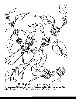 Coloring Book 07 - Mockingbird with Beautyberry