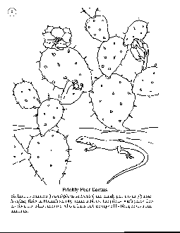 Coloring Book 08 - Six-lined Racerunner on Prickly Pear Cactus
