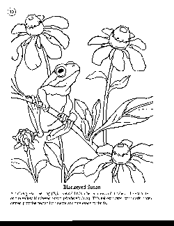 Coloring Book 10 - Tree Frog on Blackeyed Susan