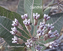 Asclepias humistrata - Pinelwoods Milkweed