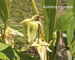 Asimina pygmea - Dwarf Pawpaw