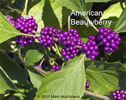Callicarpa americana - Beautyberry