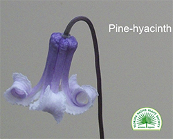 Clematis baldwinii - Pine hyacynth