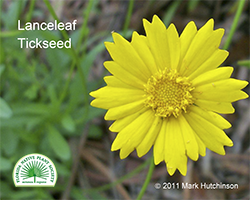 Coreopsis lanceolata - Lanceleaf Tickseed