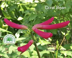 Erythrina herbacea - Coral Bean