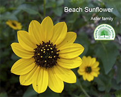 Helianthus debilis - Beach sunflower