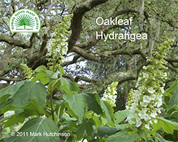 Hydrangea quercifolia - Oakleaf Hydrangea