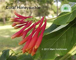 Lonicera sempervirens - Coral Honeysuckle