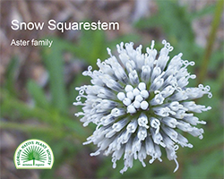 Melanthera nivea, Snow Squarestems