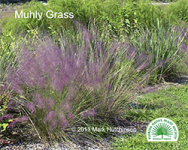 Muhlenbergia capillaris - Muhly Grass