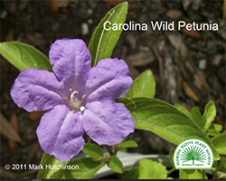 Ruellia caroliniensis - Wild Petunia