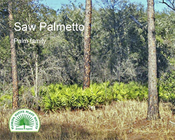 Serenoa repens - Saw palmetto