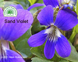 Viola affinis - Sand Violet