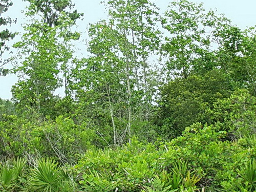 resources/native-plant-communities/baygall.jpg