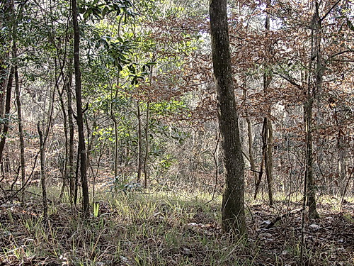 Mesic Hardwoods
