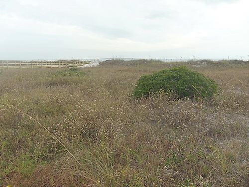 resources/native-plant-communities/coastal_grassland_MexicoBeach.jpg