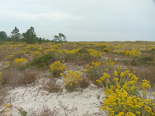 Native Beach Plants