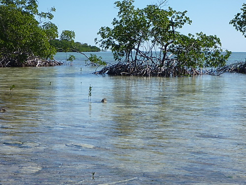 resources/native-plant-communities/coastal_mangrove_keys.jpg