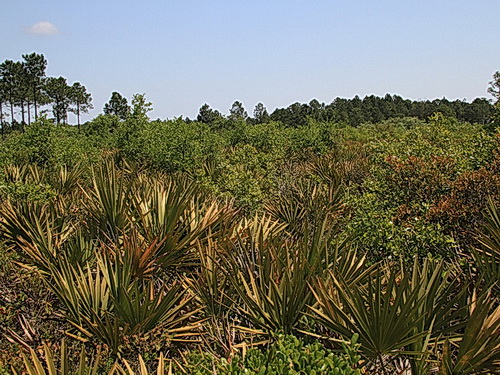 Scrubby Flatwoods