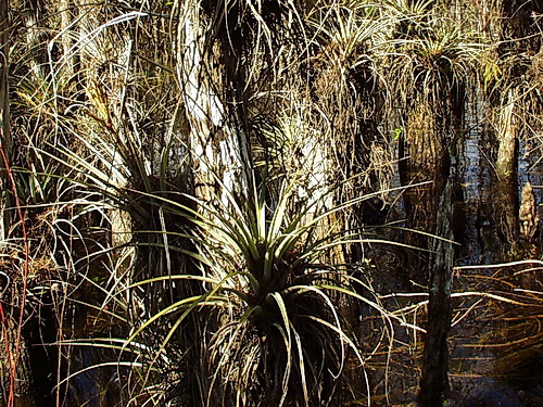 resources/native-plant-communities/cypress_BigCypress.jpg