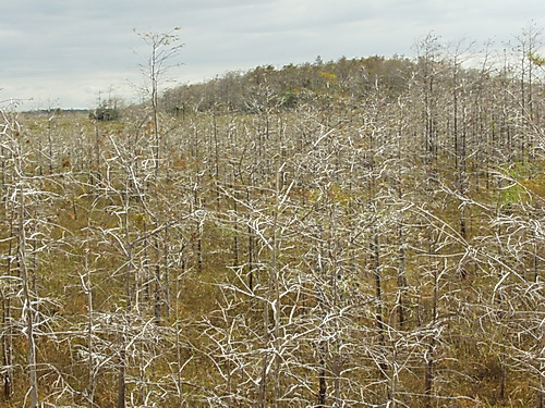 Dome Swamp