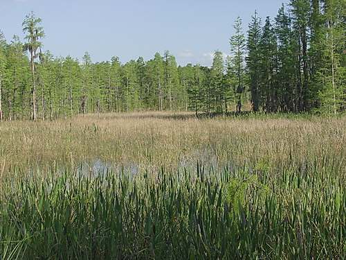 Basin Swamp