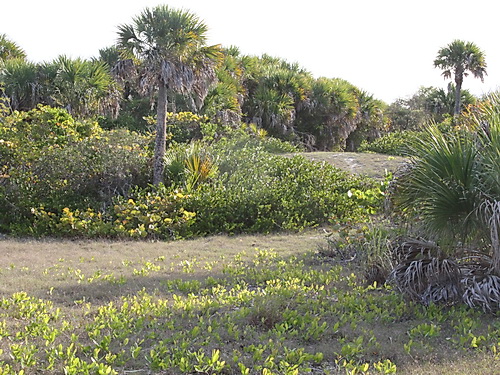 Native Beach Plants