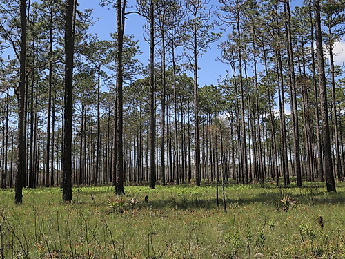 resources/native-plant-communities/flatwoods_ApalachicolaNF2013.jpg