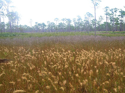 Depression Marsh