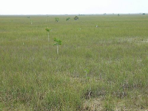 resources/native-plant-communities/glades_ENP500x375.jpg