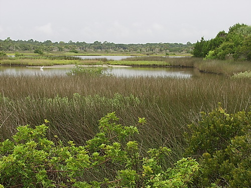 resources/native-plant-communities/saltmarsh_gamble_rogers_sra69.JPG