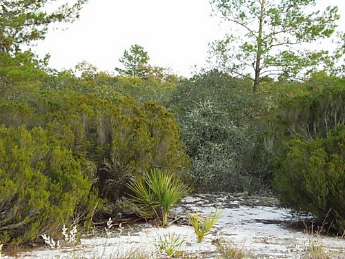 resources/native-plant-communities/scrub_rosemary.jpg