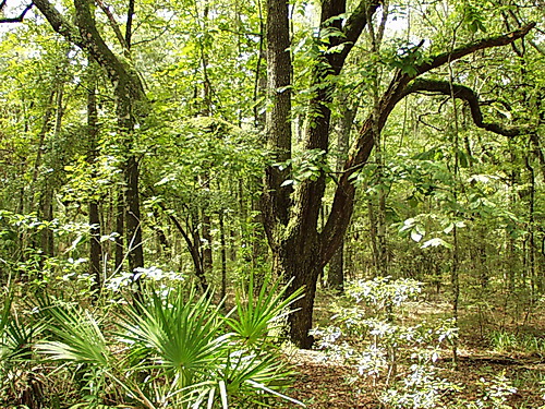Central Mesic Hardwood Forest Eastern Mhc36 Minnesota Dnr