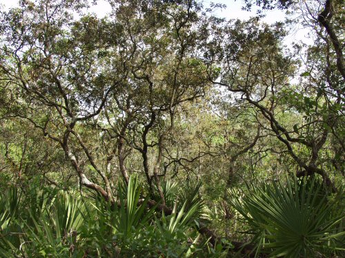 resources/native-plant-communities/xeric_hammock_ocala_nf.jpg