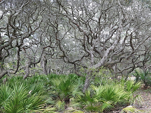 resources/native-plant-communities/xeric_hammock_starkey.jpg
