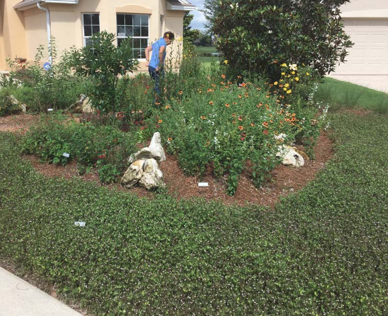 Florida Native Plant Society Fnps, Landscaping Plants For Front Of House In Florida